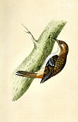 家蚕，一种小雀形目鸟，野生动物艺术