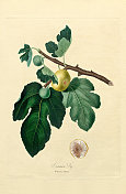 手工着色古董插图，无花果，快乐的无花果，无花果，植物插图，大约1817年