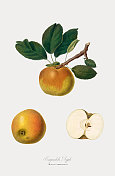苹果，植物插图，大约1817年