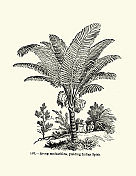 Arenga pinnata, Arenga saccharifera一种羽棕榈，原产于热带亚洲，俗名包括糖棕榈，Arenga palm, 19世纪50年代至19世纪