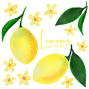 水彩手绘柠檬和花朵图案，剪贴艺术。春夏概念背景。设计元素的新娘淋浴和婚礼邀请和贺卡。