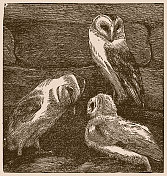 Hawk-owl鸟