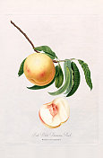 古董插图，桃子，植物插图，大约1817年
