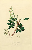 手工着色古董插图，开心果，植物插图，大约1817年