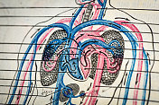 古董医学科学插图高分辨率:循环系统