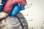 古董医学科学插图高分辨率:心脏