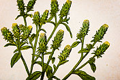 古植物学插图:农夫的Spikenard, Inula Conyza