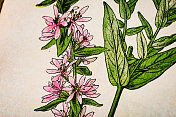 古董植物学插图:紫色松花，水杨曲