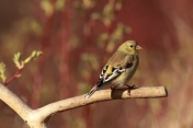 美洲金翅雀(金翅雀金翅雀属)，在树枝上的雌性。