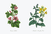 古董普通锦葵，牛蒡和圣约翰草维多利亚植物插图