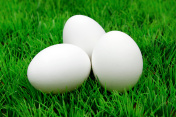 假草上有三个蛋