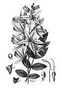 白白丹:栽培植物的许多家庭，主要是装饰雕刻古董插图，出版1851年