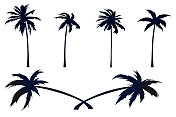 黑色的棕榈树被孤立在白色的背景上。手掌轮廓。