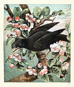 树上的黑鸟，花，蜜蜂，19世纪，野生动物艺术