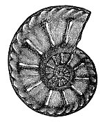 盾石菊石化石(重步兵Radiatus) - 19世纪