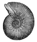 星形鹦鹉螺化石(Olcostephanus Astierianus) - 19世纪