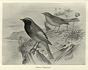 黑红尾鸟，凤雀属的一种小雀形目鸟，鸟类野生艺术