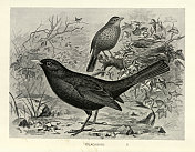 黑鸟，Turdus merula，一种真正的画眉，鸟类野生动物艺术