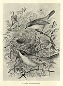 小白喉鸟，小白喉鸟，典型的莺，鸟类野生动物艺术