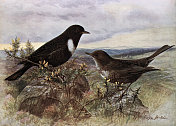 环ouzel, Turdus torquatus，画眉科Turdidae的一员，鸟类野生艺术