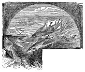 尖锐飞鱼(Fodiator Acutus) - 19世纪