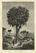 杜姆棕榈，南苏丹树，植物学，维多利亚时期东非历史19世纪