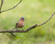 雄性苍头燕雀(Fringilla coelebs)在树枝上