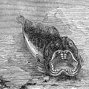 大西洋狼鱼(Anarhichas Lupus) - 19世纪