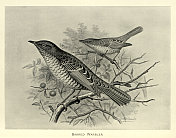 斑纹莺，鸦，枝上采珠，雀形目鸟，野生鸟类艺术