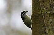 Yellow-rumped Tinkerbird