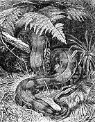 蟒蛇(蟒蛇)- 19世纪