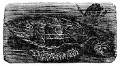 玳瑁海龟(Eretmochelys Imbricata) - 19世纪