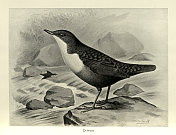 鸟，斗，鸟，野生动物艺术