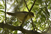 红着脸Cisticola