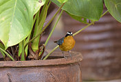 White-browed Robin-Chat