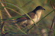 Blue-headed Coucal