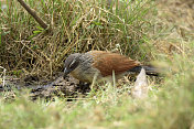 White-browed Coucal