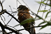 White-browed Coucal