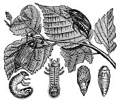 一种普通金龟子甲虫昆虫(Melolontha Melolontha)的变态- 19世纪