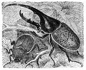 雄性和雌性赫拉克勒斯甲虫昆虫(代赫拉克勒斯)- 19世纪