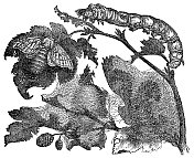 家蚕(家蚕)的蜕变- 19世纪 家蚕(家蚕)的蜕变- 19世纪