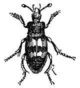 埋葬甲虫昆虫(Nicrophorus Vespillo) - 19世纪