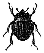海斯特小丑甲虫昆虫(海斯特独色)- 19世纪