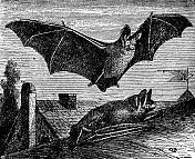 彩色蝙蝠(Vespertilio Murinus) - 19世纪