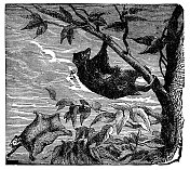 巽他飞狐猴鼯猴(Galeopterus Variegatus) - 19世纪