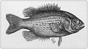 1897年的运动和消遣:摇滚贝斯，Ambloplites rupestris