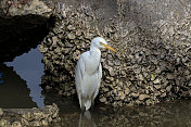 雪鹭在亚齐红树林的河流中寻找食物