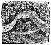 鼹鼠丘巢- 19世纪