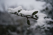 冬天的景象，树枝上覆盖着白雪。