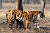 在印度拉贾斯坦邦的Ranthambore国家公园，野生威严的雌性孟加拉虎